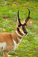 Pronghorn Antelope  Antilocapra americana . South Dakota. Has true horns with the sheaths shedding each year, both sexes have horns. Family Antilocapr...