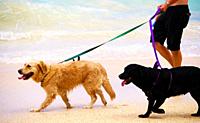 Two dogs on leashes at beach