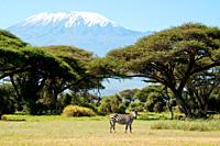 Kenya, Amboseli, Kilimanjaro, zebra