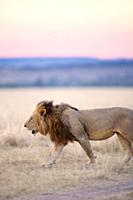 Male Lion in the Masai Mara