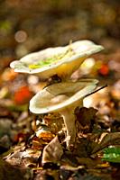 toadstools in autumn, fungi