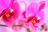 Bold Pink Moth Orchid Stem