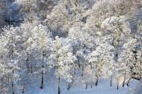 Winter Trees and Sunlight Knaresborough North Yorkshire England