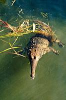 A fresh water crocodile or Johnston´s crocodile , in the Northern Territory of Australia