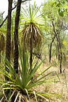 Pandanus trees, in the bush near Darwin, in the Northern Territory of Australia