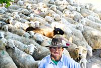 Sheep shepherd in Casasana, Alcarria, Guadalajara province, Castilla-La Mancha, Spain