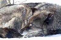 A grey wolf relaxes on the winter snow at Yellowstone National Park, Wyoming