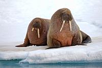 two Walruses, Odobenus rosmarus, resting on ice floe, Spitsbergen, Svalbard