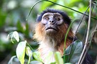 portrait of a Western Red Colobus, Piliocolobus badius, sitting between plants in forest, The Gambia