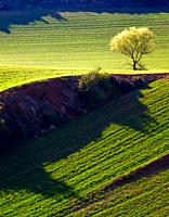 Spring wheat fields around Berceo - Rioja Alta - La Rioja - Spain