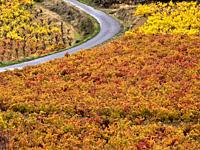 Vineyards in autumn road near Laguardia - Rioja Alavesa - Euskadi - Spain
