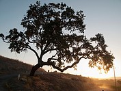 Oak tree at sunrise near Paso Robles, California, USA