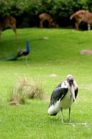 Marabou Stork with a Pea Fowl in background