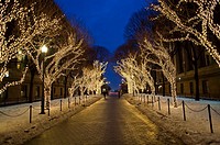 Christmas lights on trees in the Columbia University campus  Manhattan, New York City, USA