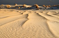 sanddune of Erg Tihodaine, Wilaya Tamanrasset, Algeria, Sahara, North Africa