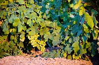 Moscato grapes known locally as Zibibbo grapes, Island of Pantelleria, Sicily, Italy