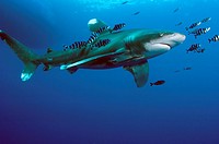 Oceanic White tip shark at Elphinstone reef in Red Sea, Egypt, accompanied by pilot fish  The pilot fish benefit by eating scraps of the shark´s food ...