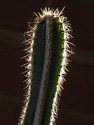 Cactus, backlit with spiderwebs, Tucson, AZ