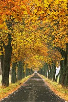 Autumn, Avenue, Julita, Sweden