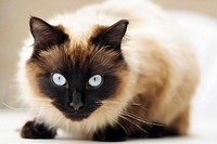 Piercing blue eyes of ´Ragdoll´ breed of domestic cat
