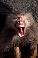 Screaming Hamadryas baboon