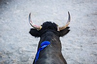Close up of Camargue bull with ribbon on its back during Course Camarguaise competition at Aubais near Nîmes, France