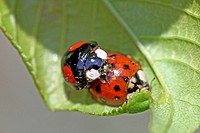 Mating Harlequin Ladybird, Harmonia Axyridis var  succinea on flowering tree  Ailanthus Altissima  Tree was covered with aphids and edibles  Male HA i...