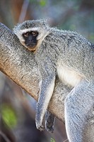Vervet Monkey, Chlorocebus pygerythrus, lying on branch, Pilanesberg National Park, South Africa