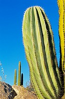 Cardon Cactus (Pachycereus pringlei), Catavina Boulder Field, Central Desert, Baja California, Mexico.