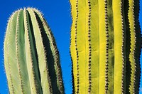 Cardon Cactus (Pachycereus pringlei), Catavina Boulder Field, Central Desert, Baja California, Mexico.