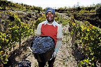 African man holding a bucket full of grapes that he has picked from a vineyard in the Priorat wine region of Catalonia, Spain