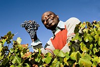 African man holding a bunch of grapes that he has picked from a vineyard in the Priorat wine region of Catalonia, Spain