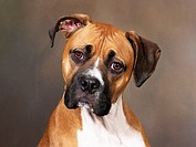 Boxer: breed of dog