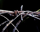 old rusted barbed wire covered in frost