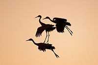 Three Sandhill Cranes Landing at Sunset Rocky Mountains USA.
