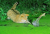 EUROPEAN WILDCAT felis silvestris, ADULT HUNTING GREEN FROG rana esculenta