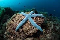 Blue Starfish in Coral Reef, Linckia laevigata, Alam Batu, Bali, Indonesia