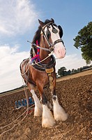 A shire horse  breed of draught horse  with plough attatched for ploughing in the Uk