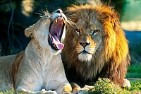 African Lion and Lioness Yawning Zoo Captive.