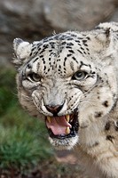 Snow Leopard Snarling Portrait- Snow leopard makes expression of a snarl at  zoo, captive animal, USA
