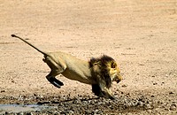 African Lion Panthera leo - Male, junping the waterhole, Kgalagadi Transfrontier Park, Kalahari desert, South Africa