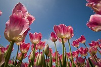 Annual Tulip Festival in Holland, Michigan  Veldeer´s Tulip Farm