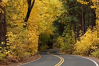 A road through a forest with golden autumn leaves
