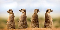 MEERKAT suricata suricatta, ADULTS LOOKING AROUND, SITTING ON SAND, NAMIBIA