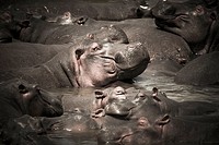 hippo in the masai mara reverse in kenya africa