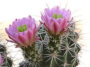 Hedgehog cactus Echinocereus  in bloom with pink flowers, Tucson, Arizona, USA