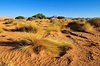 vegetation on sanddunes at Erg Admer, Wilaya Illizi, Algeria, Sahara, North Africa