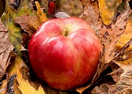 IDA Red apple sitting on fallen leaves