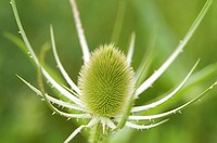 Closeup of a green Teasel Bloom