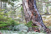Old pine-tree Pinus growing on a mountain of the Swedish High Coast